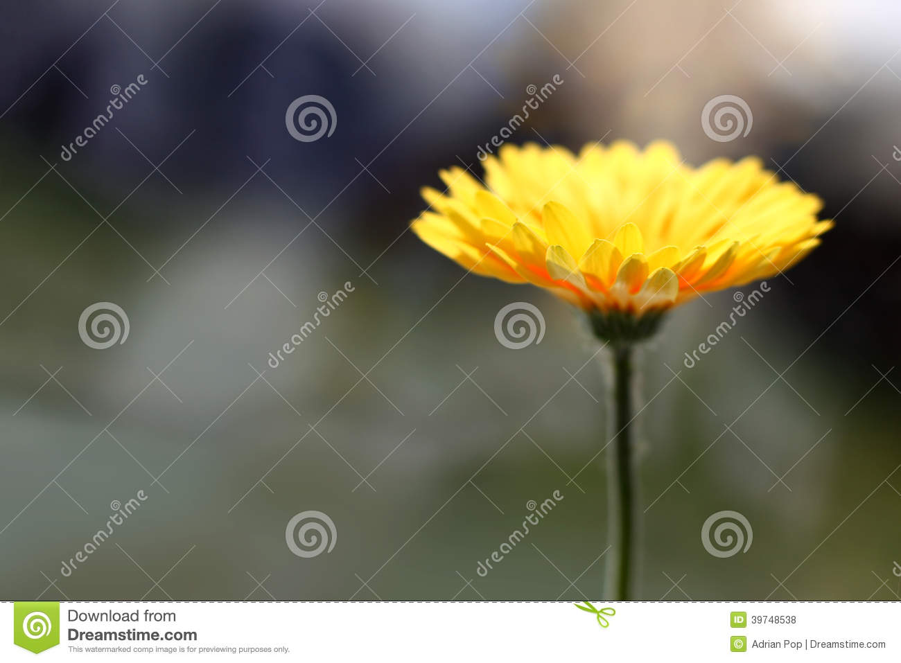 Beautiful Yellow Flower With Soft Focus In Warm Glowing Light 