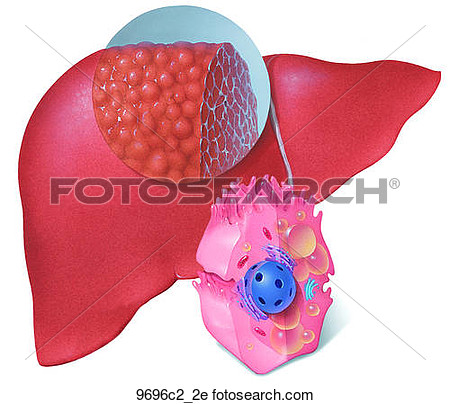 Clipart   Effects Of Alcohol On Liver Unlabeled  Fotosearch   Search    