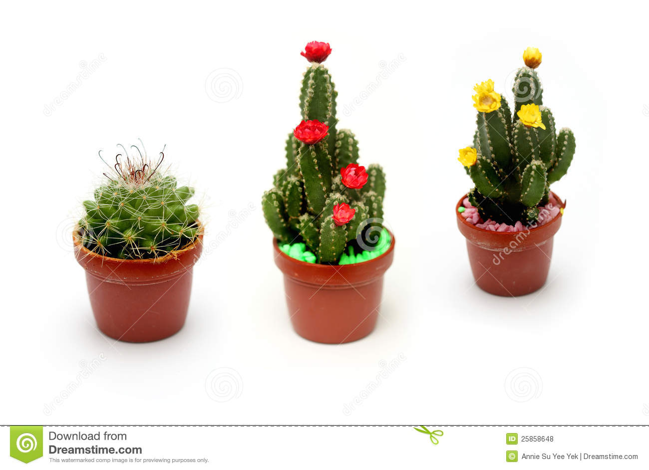 Cute Cactus Isolated On White Background