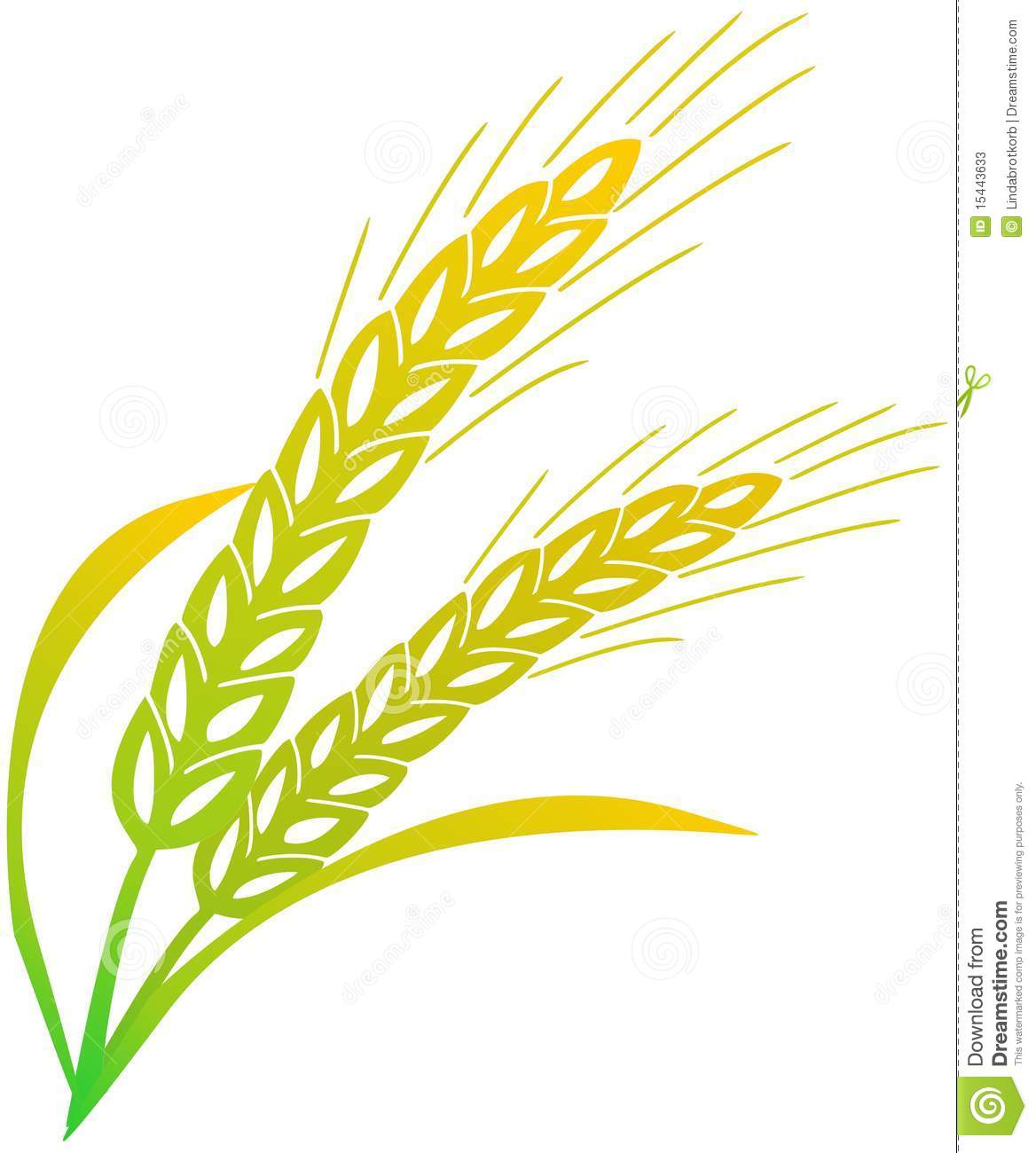 Barley Grain Clipart Images   Pictures   Becuo