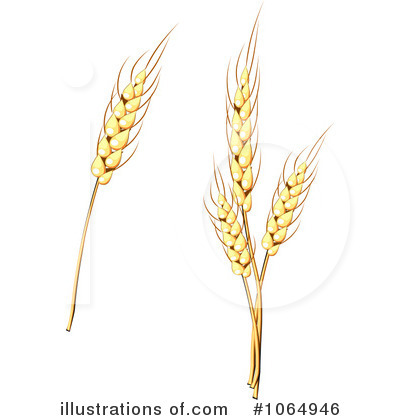 Gallery For   Oats Clip Art