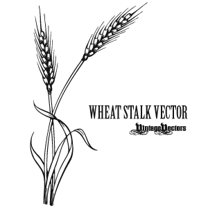 Vector Art Of Wheat Stalk
