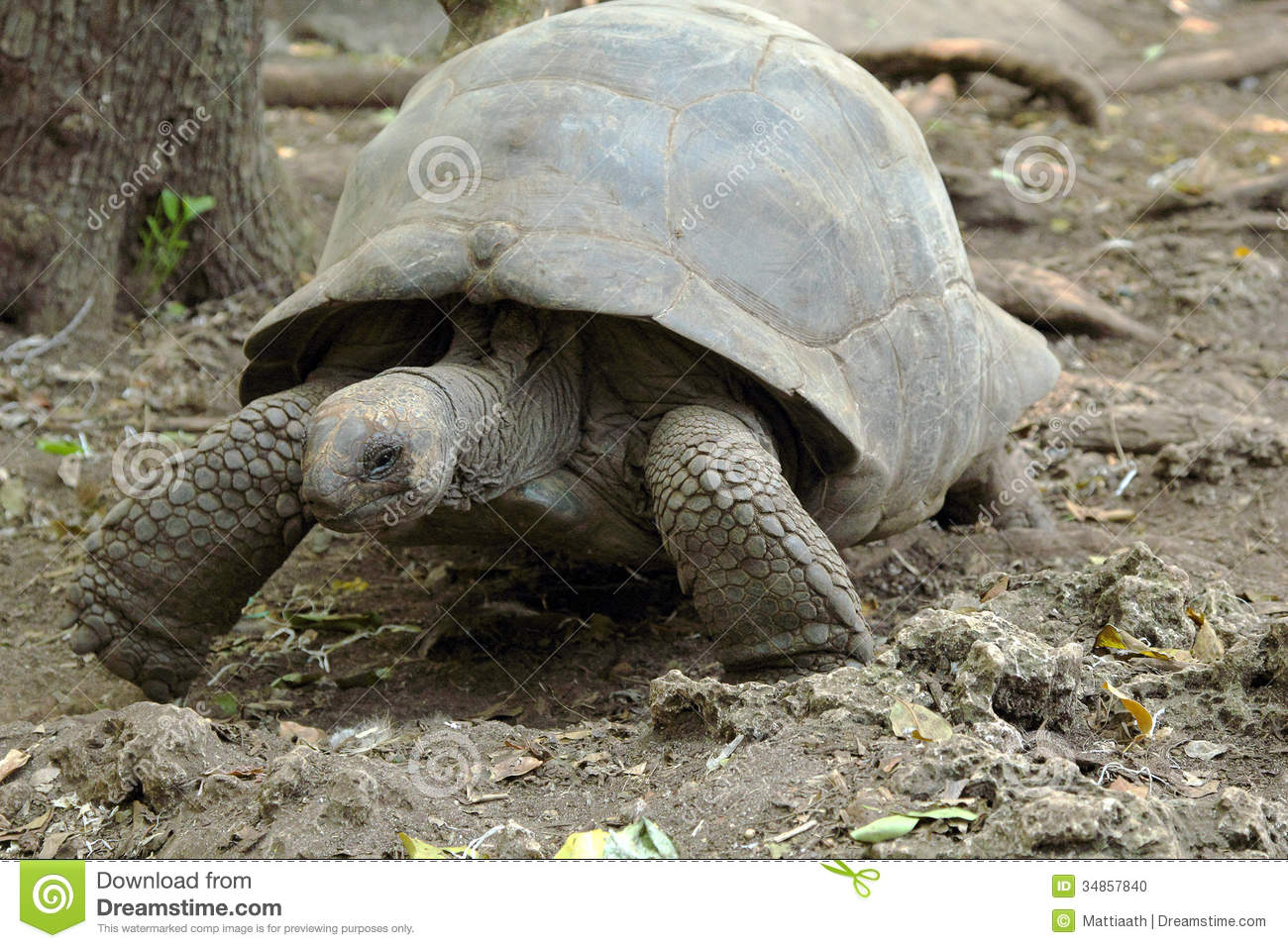 An Aldabra Giant Tortoise  Aldabrachelys Gigantea  Moving On The Rocks