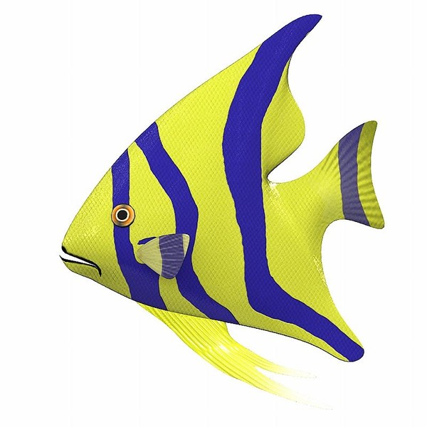Animated Fish Pictures   Clipart Best