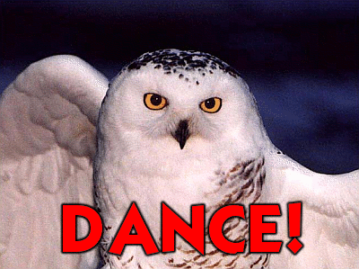 Dance Owl   Best Funny Gifs Updated Daily