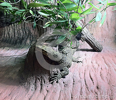 Giant Reptile On A Bed Of Rocks Stock Photo   Image  49128446