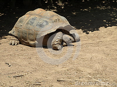 Giant Turtle Crawling Stock Photo   Image  63975832