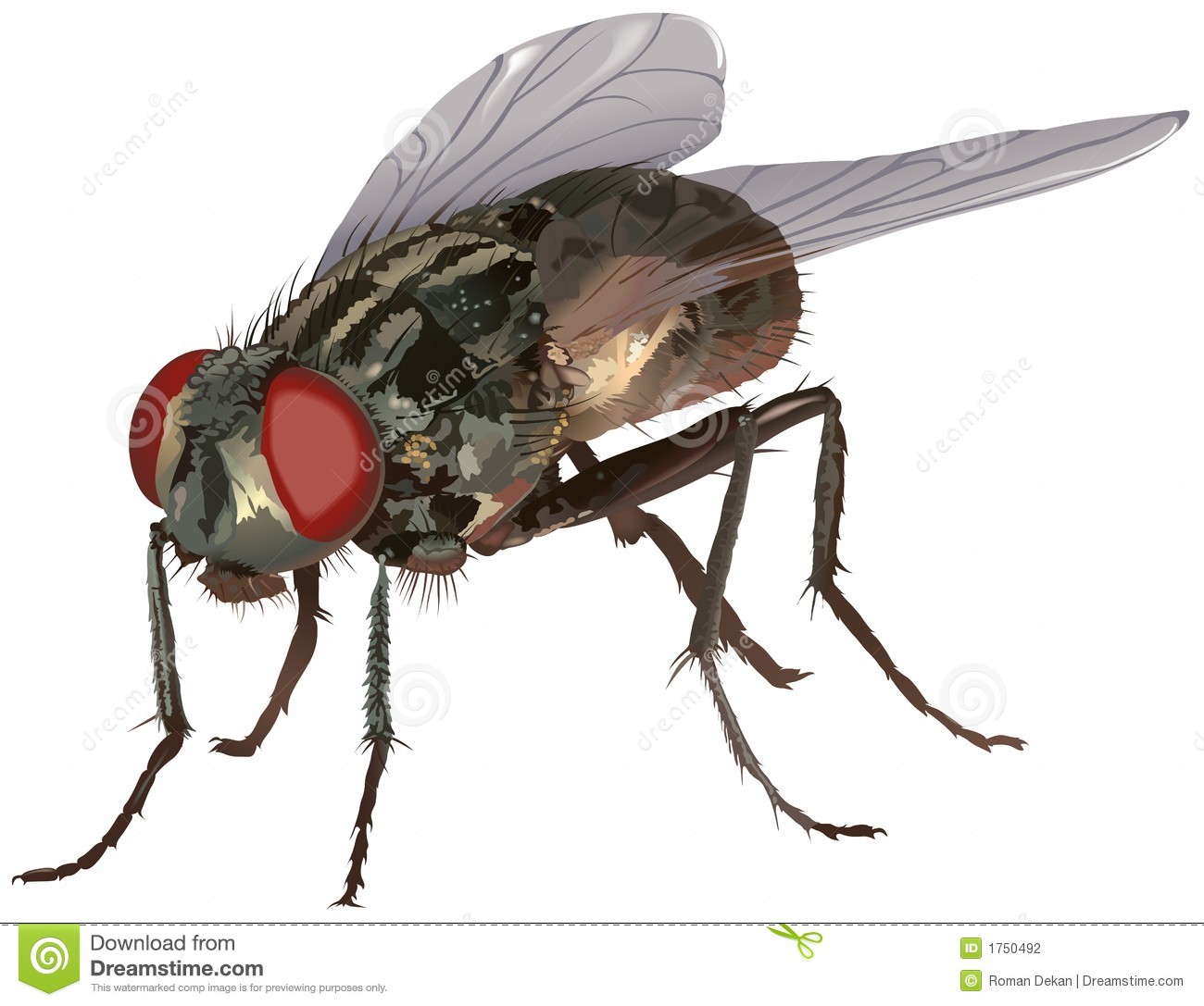 House Fly Clip Art Housefly  Musca Domestica