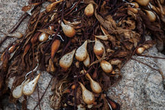 More Similar Stock Images Of   Giant Kelp  