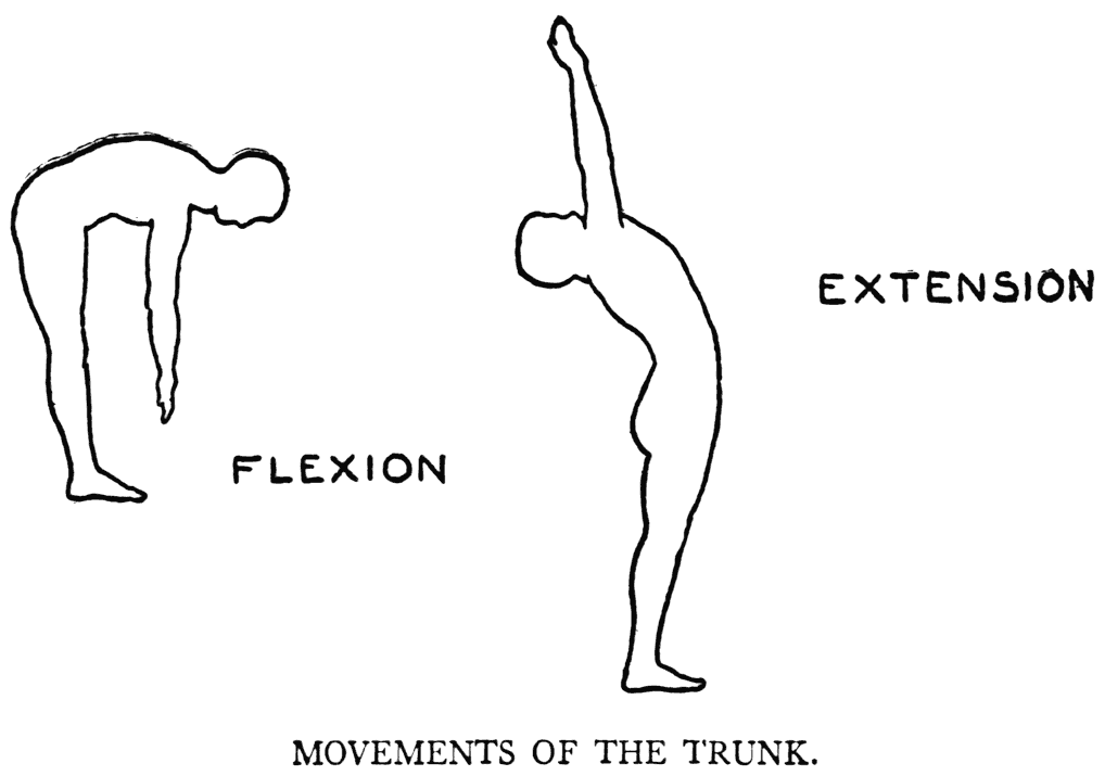 Pilates For Beginners  Part Three  Flexion   Extension 
