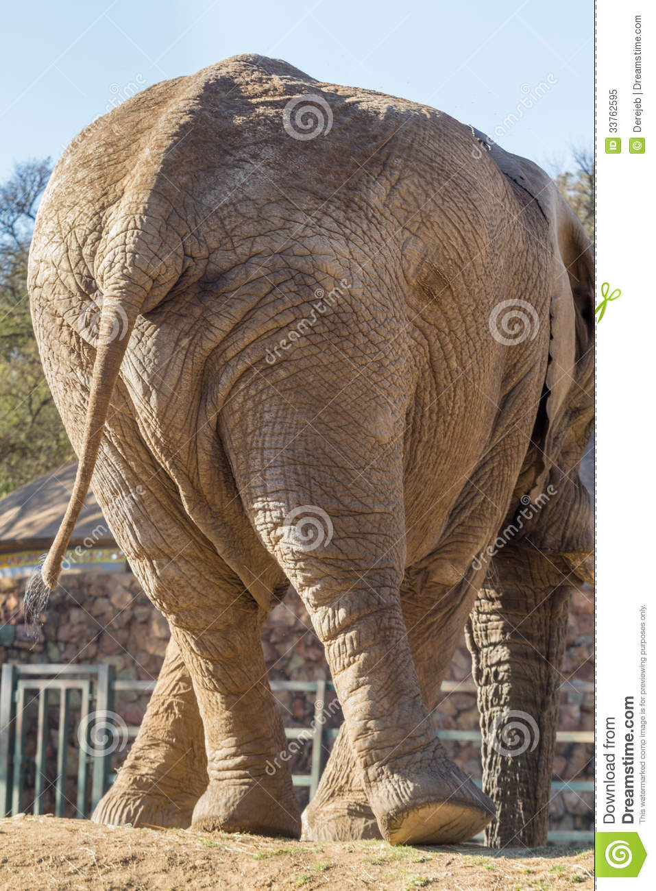 Twisting Elephant Royalty Free Stock Photo   Image  33762595