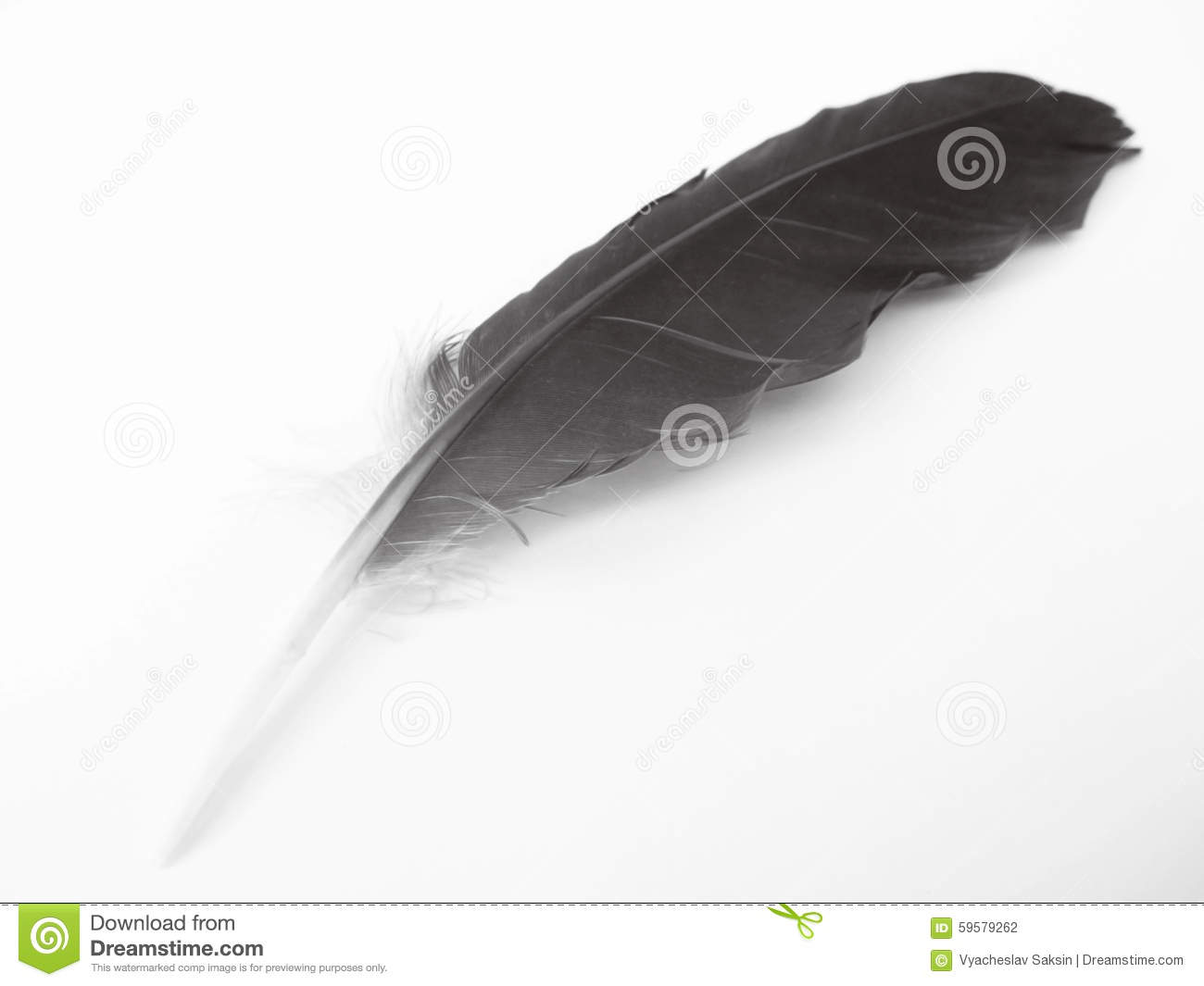 Bird Feather In Black And White 