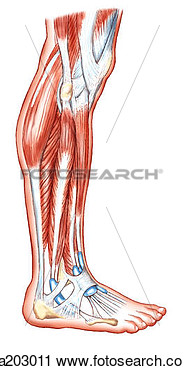 Clipart   Peroneal Muscles De Jambe Ca203011   Recherchez Des Clip