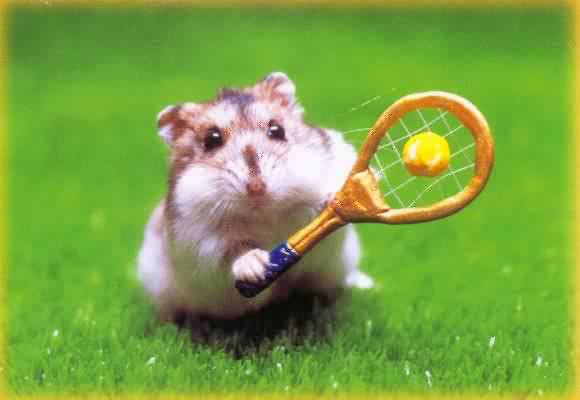 Sports Picture  This Hilarious Hamster Has A Tennis Racket In His Tiny