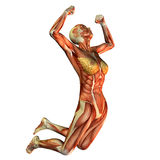 Upper Legs Muscles Anatomy Stock Illustrations Vectors   Clipart