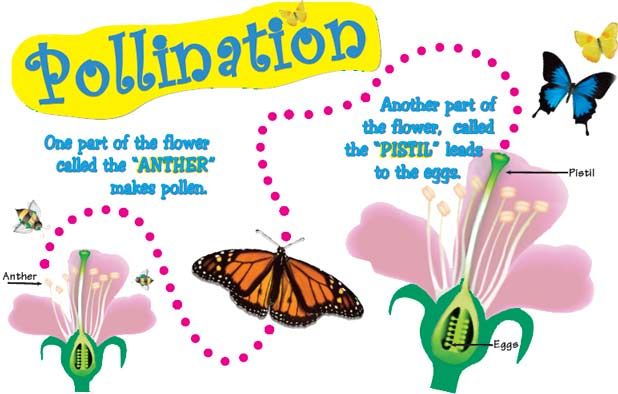 Do You Know How Pollination Happens  How Do Animals Help Plants With