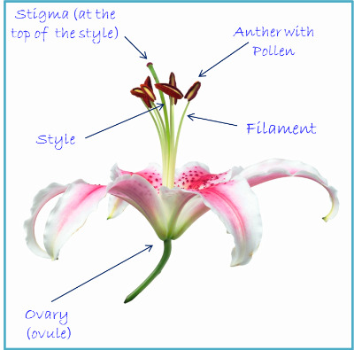 Plant Pollination Process