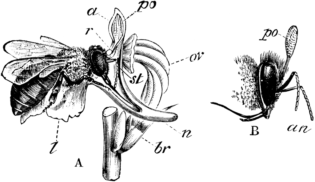 Pollination Orchid Clipart Etc