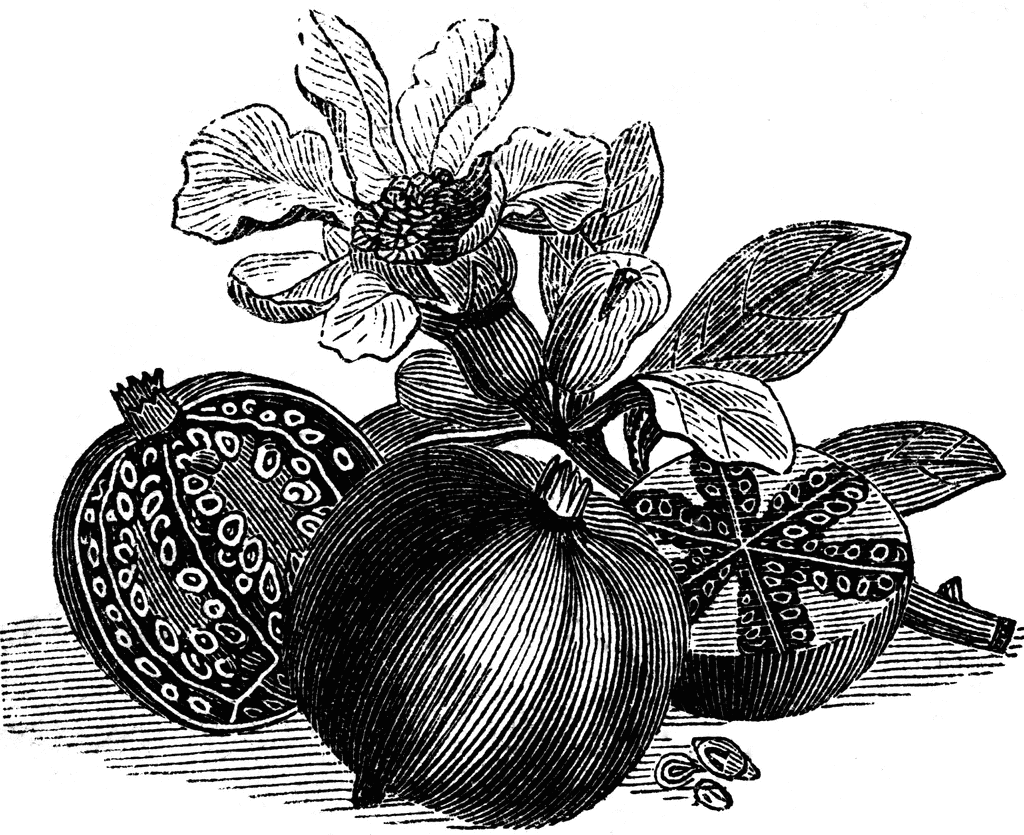 Pomegranate Clipart Black And White A Pomegranate