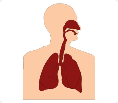 Respiratory System Clip Art   Clipart Best