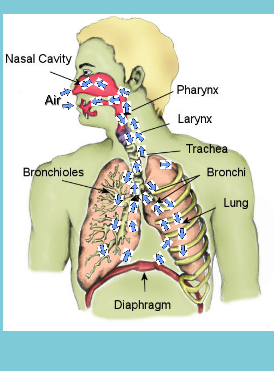 Respiratory System Clipart Images   Pictures   Becuo