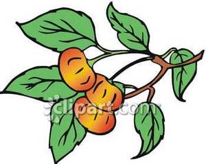 Three Bing Cherries   Royalty Free Clipart Picture