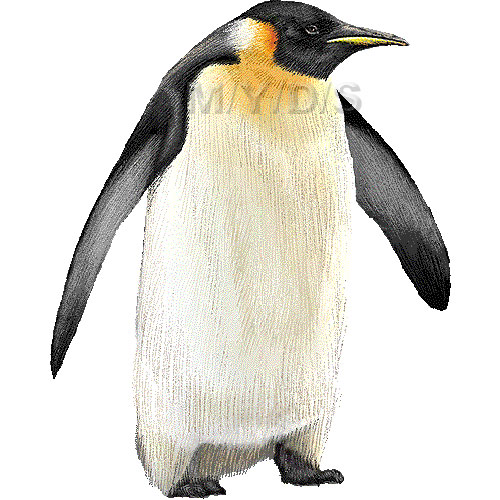 Emperor Penguin Clipart Graphics  Free Clip Art