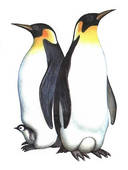 Emperor Penguin Tattoos Picture