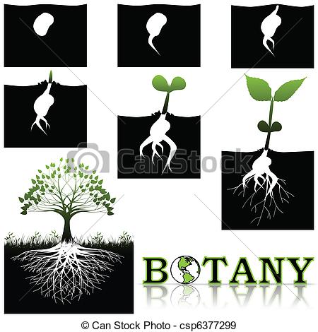 Eps Vectors Of Botany   Illustration Of Tree Growth In Stages From