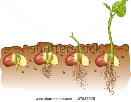 Germination Stock Photos Images   Pictures   Shutterstock