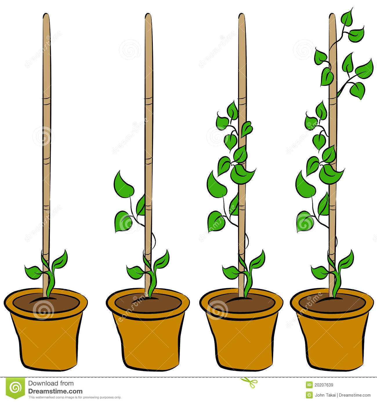 Growing Plant Stages Royalty Free Stock Images   Image  20207639