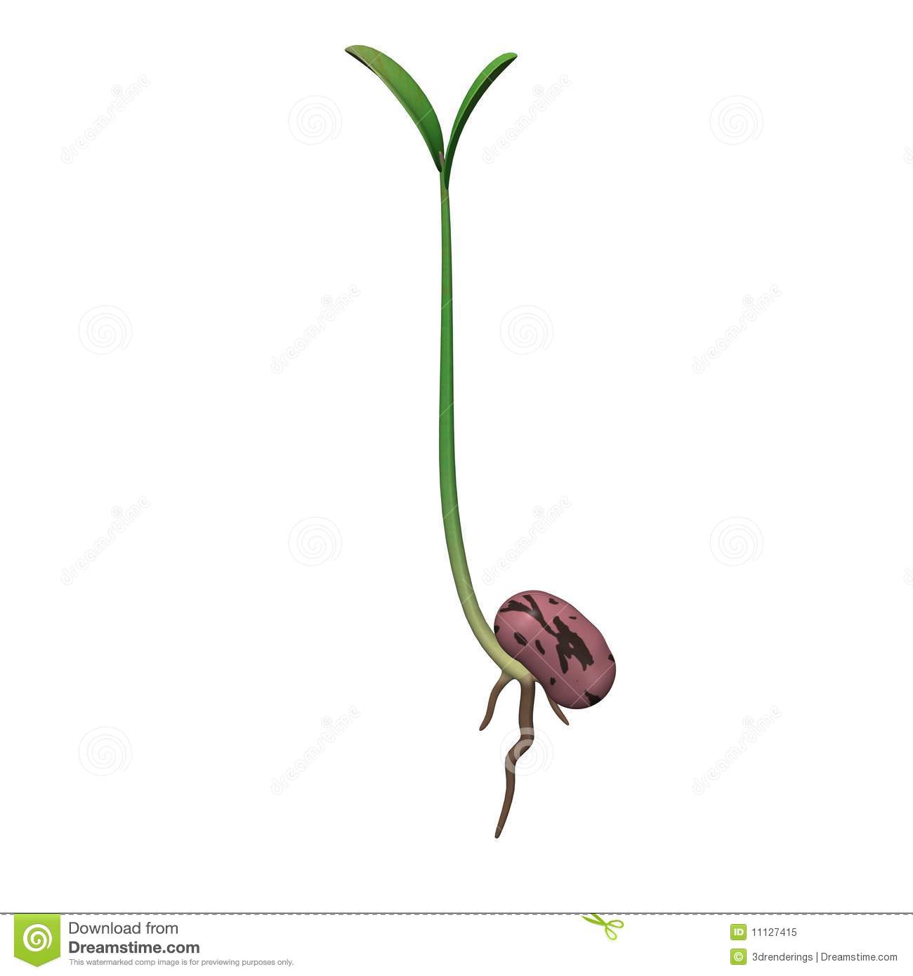 Growing Seed Royalty Free Stock Photo   Image  11127415