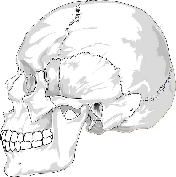 Human Skull Side View Clip Art At Clker Com   Vector Clip Art Online    