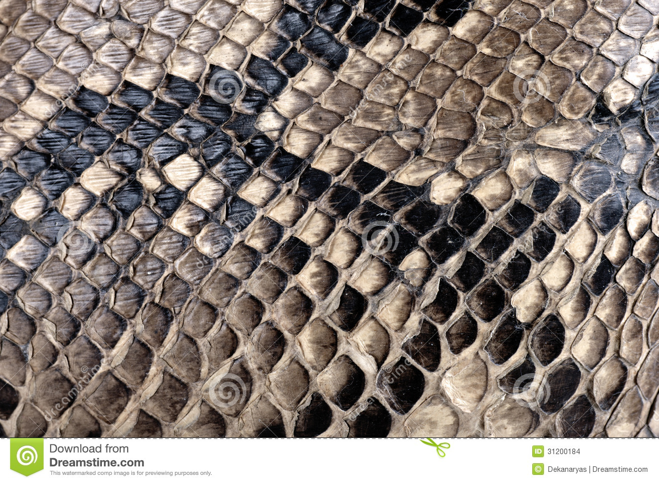 Python Texture Stock Images   Image  31200184
