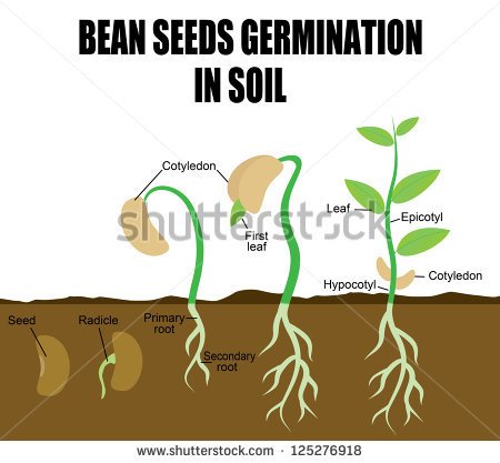 Sequence Of Bean Seeds Germination In Soil Vector Illustration