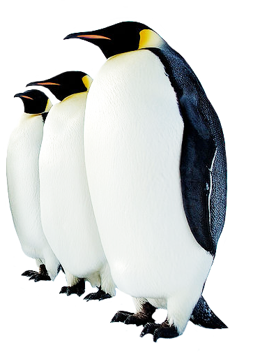 Three Emperor Penguins Png
