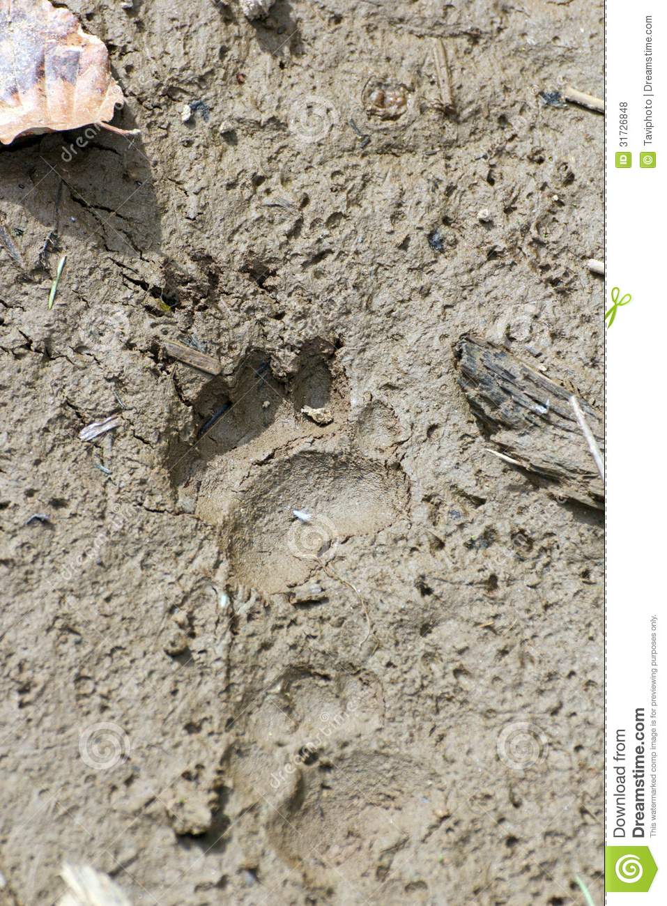 Badger Footprint In The Mud Royalty Free Stock Photos   Image    