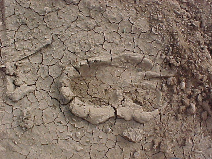 Cow Footprint Footprints