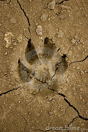 Dog Footprint Royalty Free Stock Image   Image  2989076