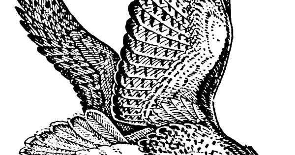 Free Hawk Images   Arthur S Free Raptor Bird Clipart Page 3   Unique    