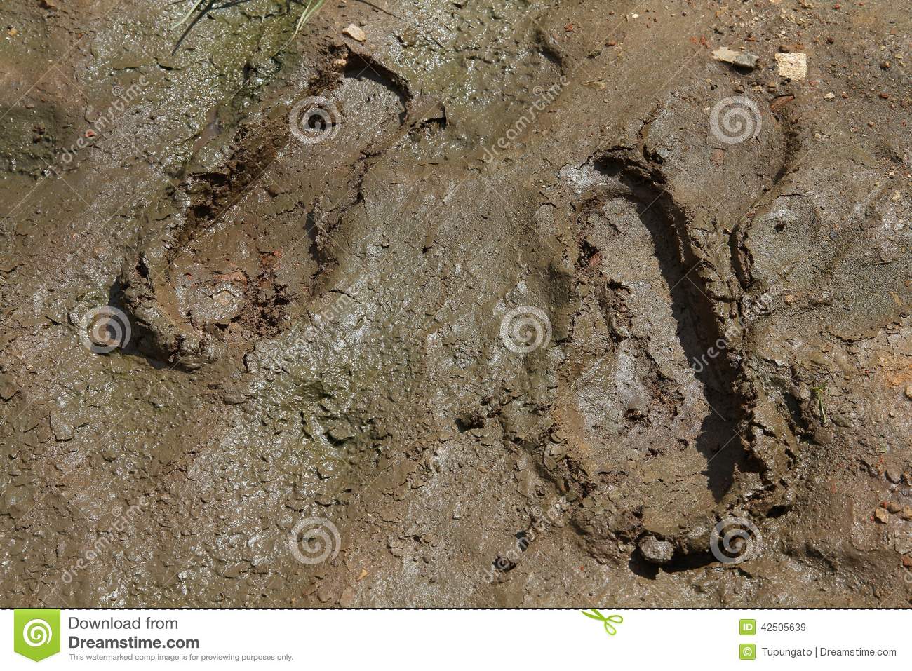 Shoe Prints In Mud  Muddy Soil Footprint 