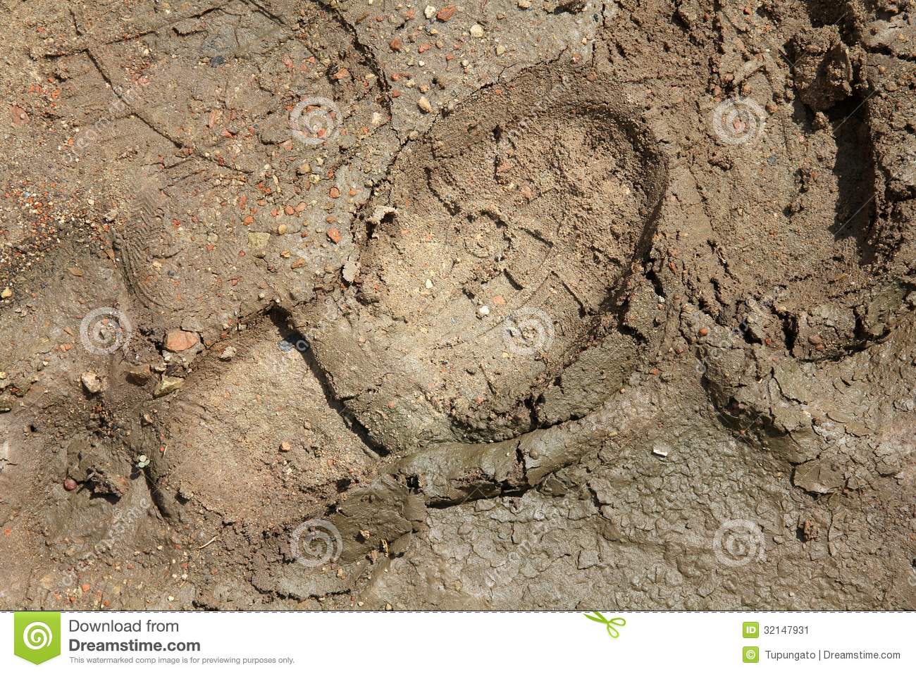 Shoeprint In Mud Stock Image   Image  32147931