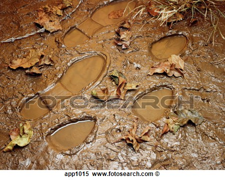 Stock Image Of Shoe Prints In Wet Mud Among Fallen Brown Autumn Leaves    