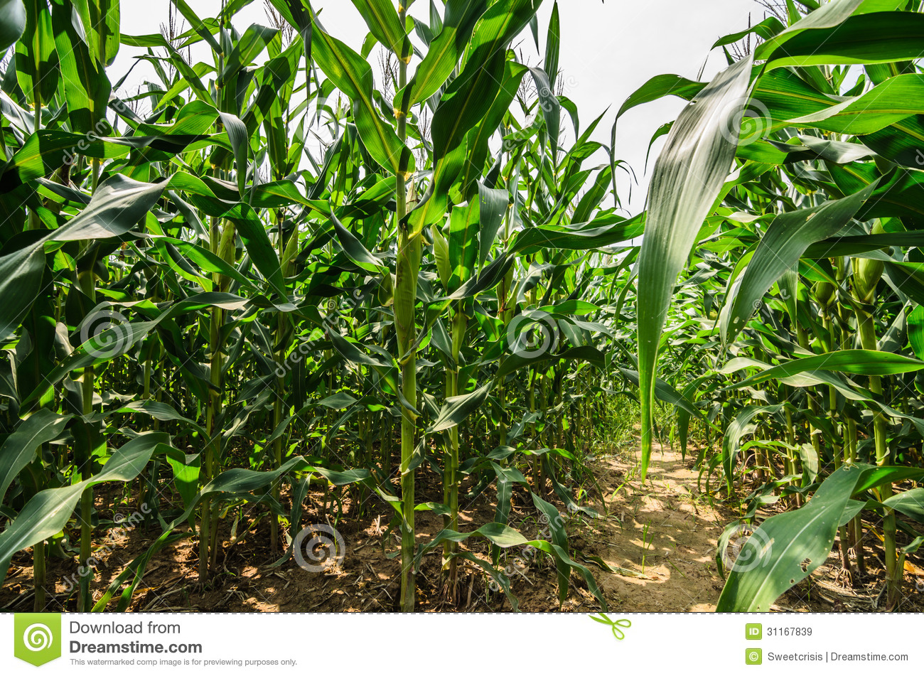 Corn Farm Royalty Free Stock Images   Image  31167839