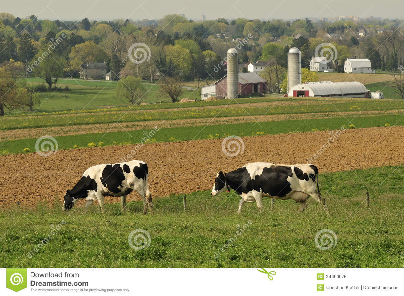 Dairy Cows Farm Royalty Free Stock Photo   Image  24400975