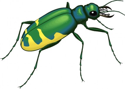 Insect 22 Free Vector In Open Office Drawing Svg    Svg   Format    