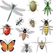 Insects And Bugs Clip Art