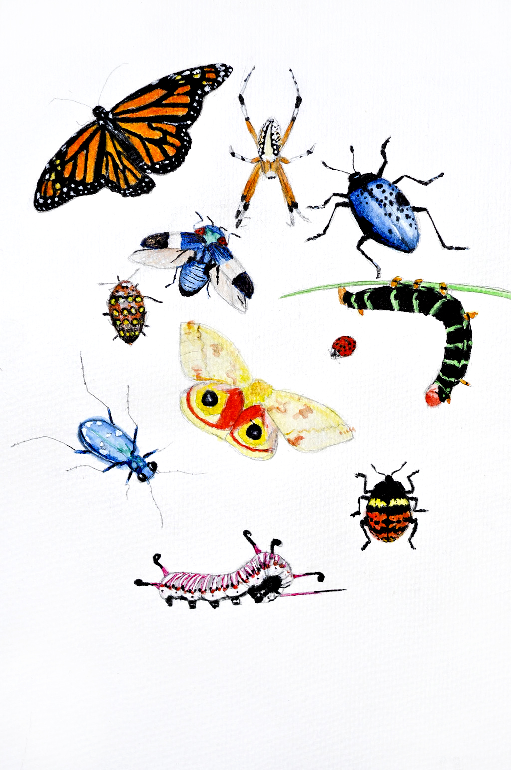 Pin Bugs And Insects Clipart Print Candee Pictures On Pinterest