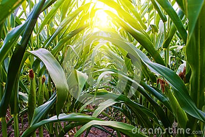 Row Of Corn On Amish Farm In Missouri With Rays Of Light From Sunset    