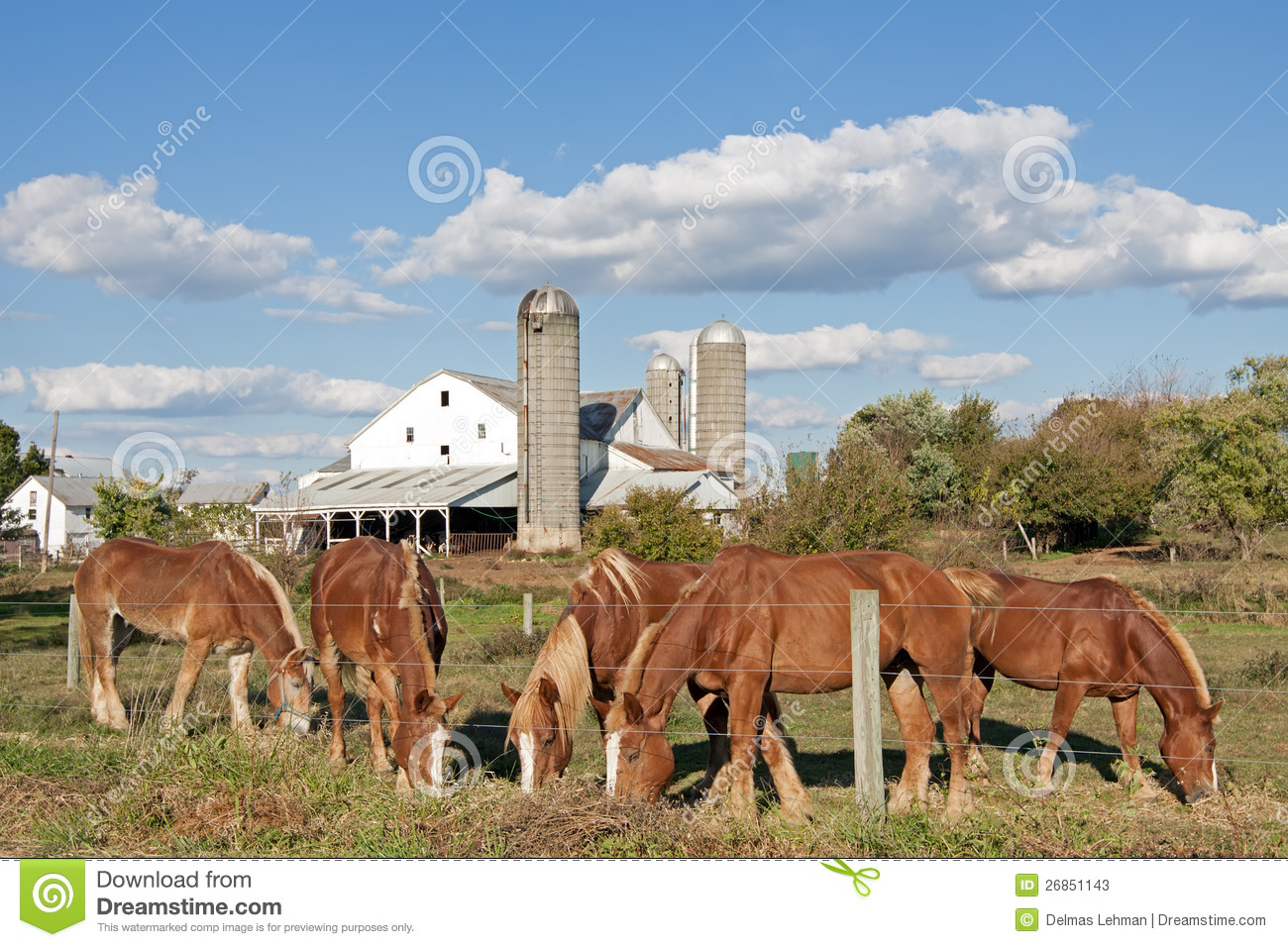 Work Horses Feeding On An Amish Farm In Lancaster Countypennsylvania